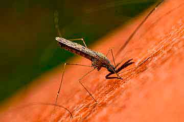 Yellow fever virus